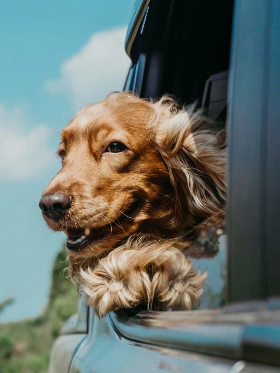 Vet & Medical
